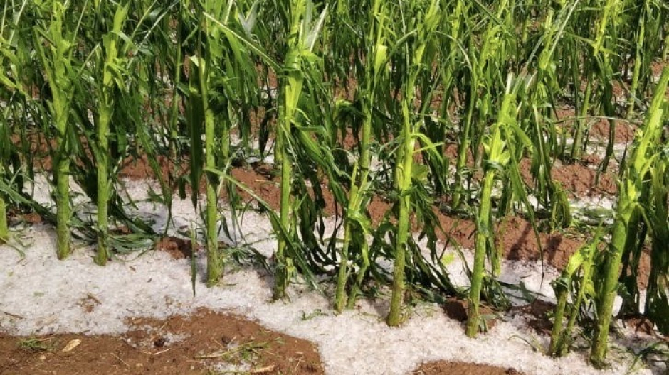 Grandinata nell’Alto Novarese. Coldiretti, danni enormi all’agricoltura